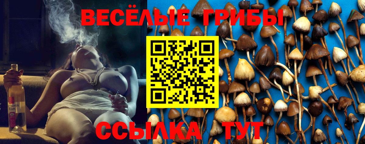 Псилоцибиновые грибы Cubensis Звенигород